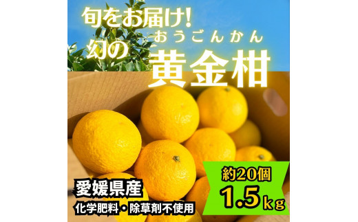 旬をお届け！幻の黄金柑1.5kg【愛媛県西予市明浜産】 - 愛媛県西予市