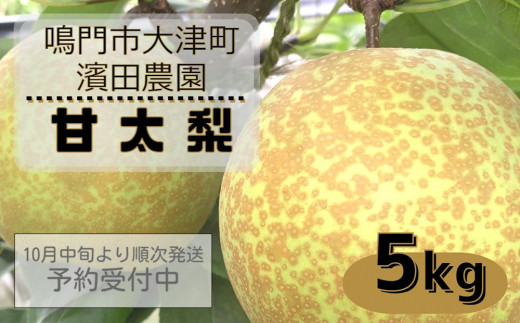 予約受付中】濱田農園 甘太梨 約5kg 【数量限定】【2023年10月中旬より