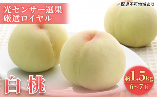 2026年先行予約】 桃 岡山県産 白桃 光センサー選果 厳選 ロイヤル 約