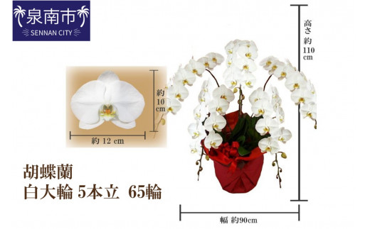 ふるさと納税 大阪府 泉南市 【BA019】胡蝶蘭 白大輪5本立 55輪-