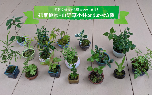 お任せ3種】ミニ観葉植物 盆栽小鉢 テーブルプランツ 小さい プラント