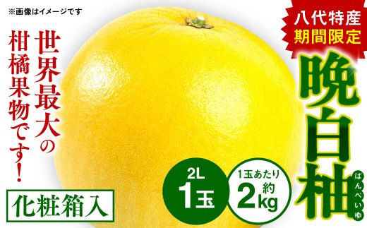 八代特産 晩白柚（ばんぺいゆ）2Lサイズ（約2kg) ×1玉 - 熊本県八代市 ...