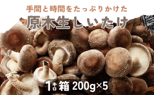 北海道厚真町産＜原木＞生しいたけ - 北海道厚真町｜ふるさとチョイス