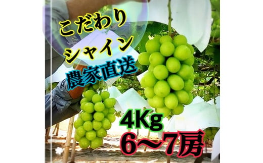 生産者直送】甘いよ～！こだわりの大粒シャインマスカット 約4キロ（6～7房）【2025年発送】（ISI）D4-155【シャインマスカット 葡萄 ぶどう  ブドウ 令和7年発送 期間限定 山梨県産 甲州市 フルーツ 果物】 - 山梨県甲州市｜ふるさとチョイス - ふるさと納税サイト