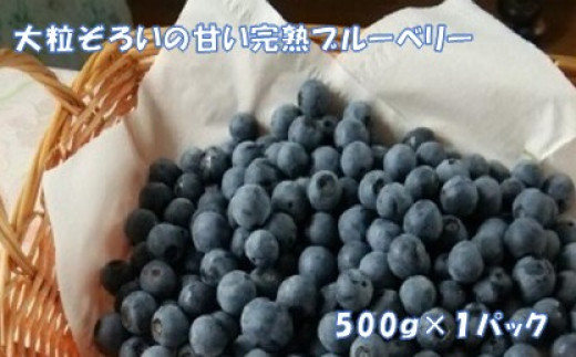 期間限定】大粒ぞろいのブルーベリー 500g - 埼玉県加須市｜ふるさと