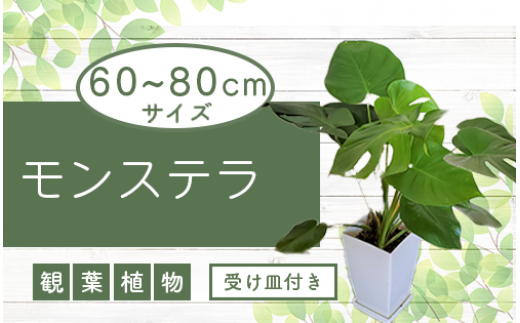 サンプル写真