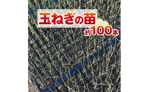 数量限定 】 玉ねぎの苗 100本セット 玉葱 たまねぎ 苗 野菜 家庭菜園