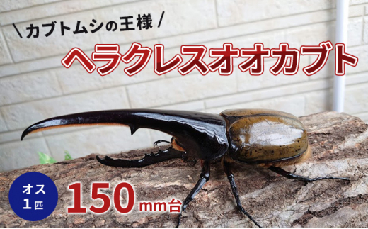 カブトムシの王様 ヘラクレスオオカブト オス1匹 150mm台[№5229-0680