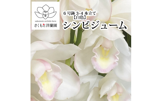純正売品シンビジューム6号鉢エンゼルナースユキ’フユノソナタ 観葉植物