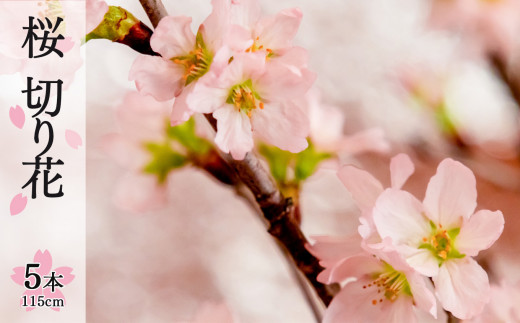 桜 切り花 （115cm × 5本）