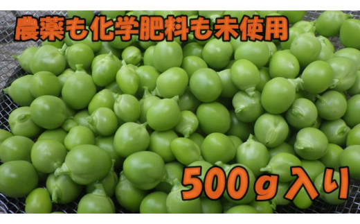 6-437】農薬も化学肥料も知らないグリンピース 500ｇ 限定10セット