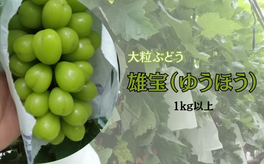 先行予約】大粒ぶどう 雄宝(ゆうほう)1kg以上 佐賀県NPO支援｜ふるさとチョイス ふるさと納税サイト