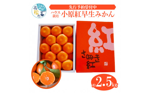 とっても貴重　ハウス小原紅早生みかん　約2.5kg【2024年6月中旬～2024年8月上旬配送】