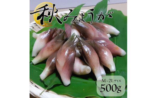 秋みょうが 和歌山県産【秀品】約500g（250g×2パック） - 和歌山県橋本