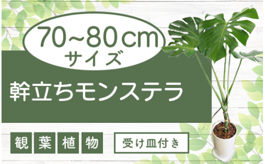 4月～発送【観葉植物】幹立ちモンステラ70cm～80cm(弓指園芸/014