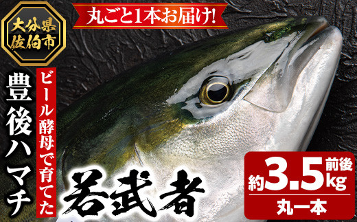 豊後ハマチ 若武者(丸一本)【GS001】【浪井丸天水産】 - 大分県佐伯市