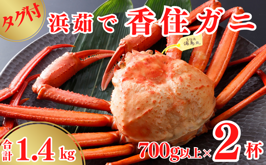 タグ付き 浜茹で 香住ガニ 冷蔵】 700g以上×2杯 合計1.4kg以上 カニの