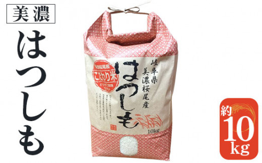 2020年度 収穫したて 岐阜県産ハツシモ　玄米10キロ　精米あり