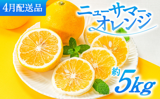 AA115.福岡柑橘王国.ニューサマーオレンジ約5kg／2027年4月配送 - 福岡
