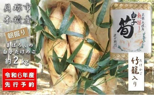 貝塚市木積産 幻の朝掘り白子筍約２kg（竹籠入り）/ たけのこ筍竹の子