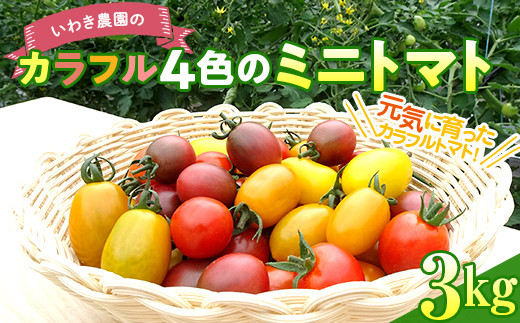 いわき農園のカラフル4色のミニトマト3kg 野菜 【配送日指定不可】 YD