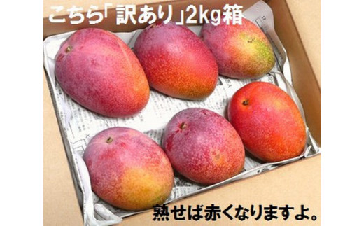 石垣島産 【訳あり・ご自宅用マンゴー】 約2kg エコ箱入り(3～6個入り