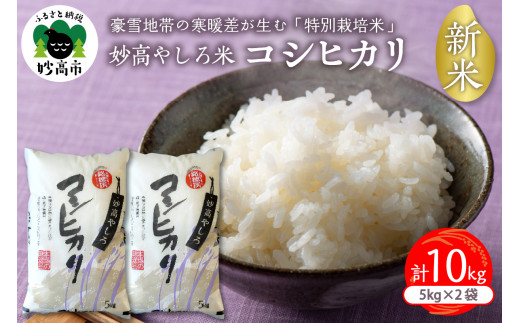 yVszߘa7NY V ₵ RVqJ10kg(5s×2) y11{蔭z   R  V s Ăǂ   ͂ CX ٓ