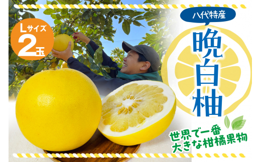 熊本県産ハウス晩白柚 2玉 2Lサイズ 4kg以上 - 熊本県八代市｜ふるさと