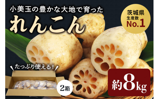 数量限定 / 先行予約】 小美玉市小美玉市産れんこん（2箱）約8kg