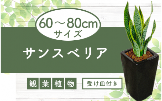 観葉植物】二本立ち柱サボテン50cm～70cm(Green Farm M/021-1511) 観葉