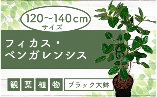 観葉植物】モンステラ70cm～90cm(緑の中道/025-1486) 南国鹿児島県で育った 観葉植物！植物 鉢付 インテリア 室内 オフィス おしゃれ  プレゼント ギフト 開店祝い 移転祝い マイナスイオン【配送不可地域：北海道・沖縄県・離島】 - 鹿児島県指宿市｜ふるさとチョイス ...