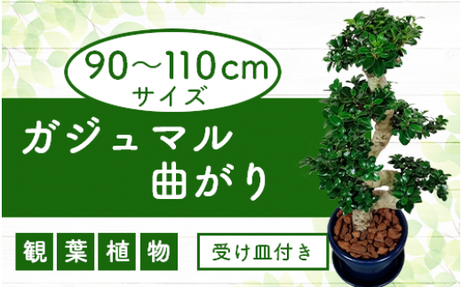 4月上旬～発送【観葉植物】ガジュマル曲がり 大鉢(T&P/110-1390) 観葉