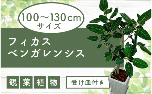 1月中旬～発送【観葉植物】フィカス・ベンガレンシス100cm