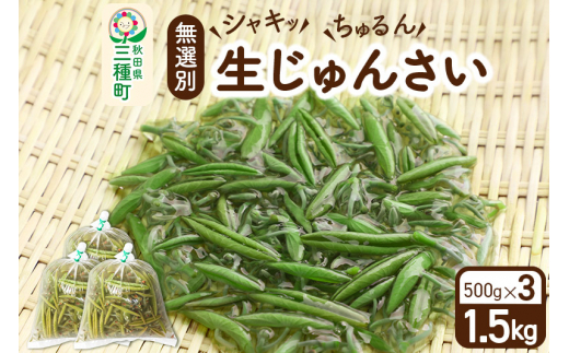 生じゅんさい無選別 1.5kg(500g×3袋)《冷蔵》（2023年5月中旬?7月順次