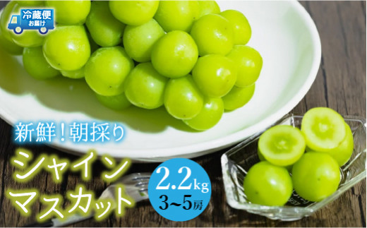 産地厳選シャインマスカット2.2㎏～2.5kg（3房～5房） - 山梨県笛吹市