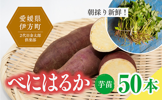 数量限定】植え付け簡単！べにはるか 芋苗（50本） ※2023年8月上旬～8