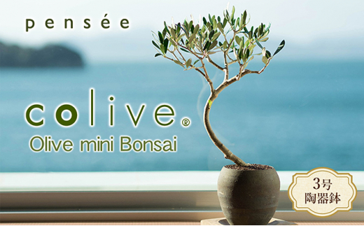 小豆島 】オリーブのミニ盆栽 olive（ コリーブ ） 植物 観葉植物
