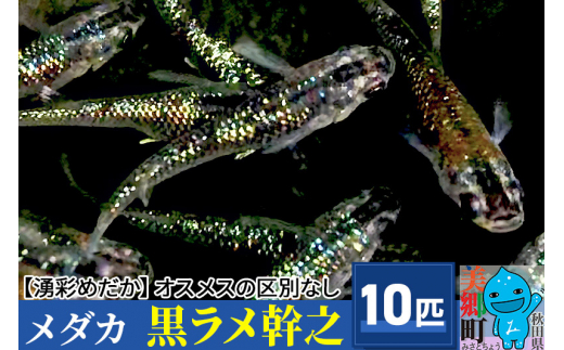 めだか 黒ラメ幹之10匹 メダカ 生体 観賞用 魚 ペット 観賞魚 - 秋田県美郷町｜ふるさとチョイス - ふるさと納税サイト