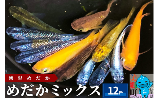 めだか ミックス 12匹 メダカ 生体 観賞用 魚 ペット 観賞魚 - 秋田県美郷町｜ふるさとチョイス - ふるさと納税サイト