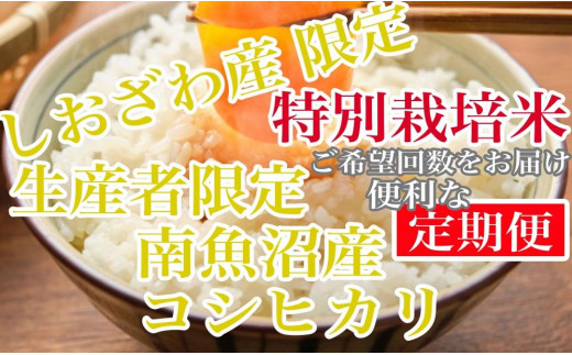 【新潟県南魚沼市】【令和7年産】【定期便8kg×12ヶ月】特別栽培 しおざわ産限定 生産者限定 南魚沼産コシヒカリ【2025年10月上旬より順次発送予定】