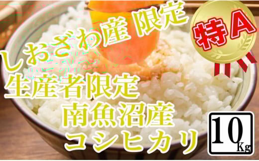 【新潟県南魚沼市】【令和7年産】【精米10kg】しおざわ産限定 生産者限定 南魚沼産コシヒカリ【2025年10月上旬より順次発送予定】