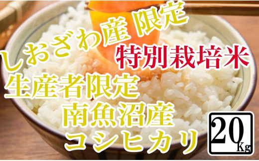 【精米20kg】特別栽培 しおざわ産限定 生産者限定 南魚沼産コシヒカリ