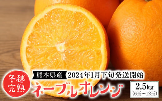 熊本県産 冬越完熟 ネーブルオレンジ 2.5kg 6-12玉 - 熊本県八代市