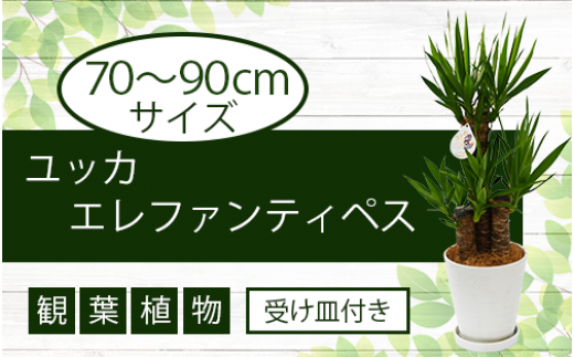 サンプル写真