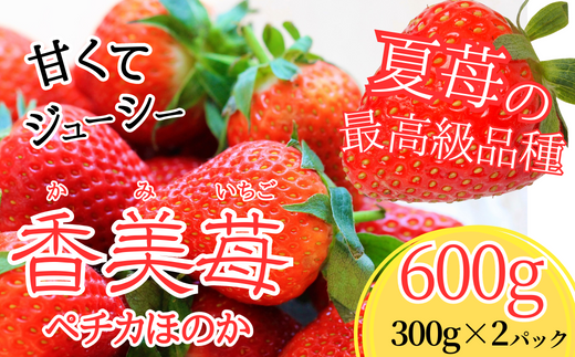 夏イチゴの最高級品種 ペチカほのか 300g（12～24粒）2パック】7月から発送予定 香美町で育てた香美苺 いちご イチゴ 兵庫県 香美町村岡  ユースランド 23000円 18-06 - 兵庫県香美町｜ふるさとチョイス - ふるさと納税サイト