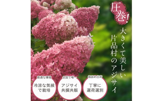 【10月10日頃より順次配送予定】片品村 アジサイ（紫陽花） ミナヅキ 切り花 - 群馬県片品村｜ふるさとチョイス - ふるさと納税サイト