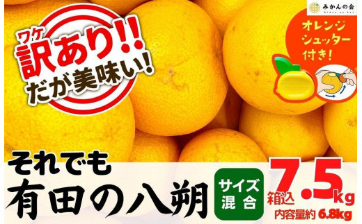 訳あり それでも 八朔 (はっさく) 箱込 7.5kg (内容量約 6.8kg) サイズ