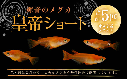 指定日必須】【2024年4月より発送開始】 輝音のメダカ 皇帝ショート 5