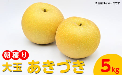 朝穫り　大玉【あきづき】5kg　6個～8個入り【8/25受付終了】梨 なし フルーツ 果物  数量限定※2023年9月中旬～9月下旬頃に順次発送予定※離島・沖縄への配送不可※着日指定不可