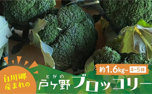 R6年産 先行予約 朝採れ 戸ヶ野ブロッコリー 4～5株 10月下旬～発送開始 5000円 [S212] - 岐阜県白川村｜ふるさとチョイス -  ふるさと納税サイト